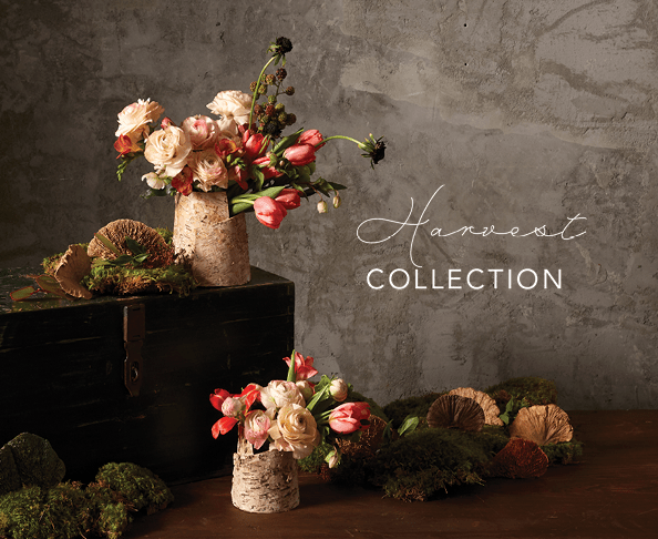 Harvest - Anara Lifestyle