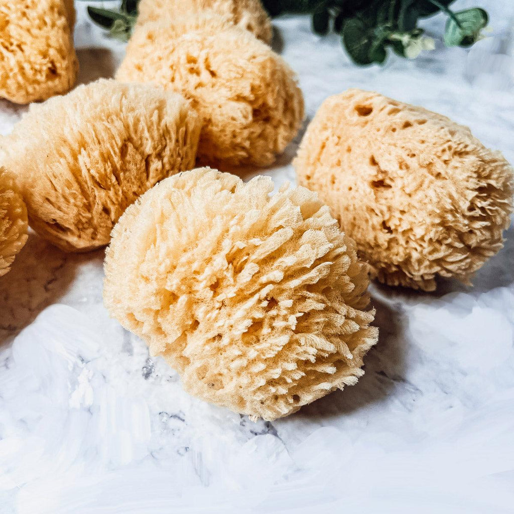Real Dead Sea Sponge – Natural Exfoliating Bath Sponge (3–4