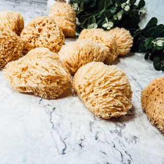 Real Dead Sea Sponge – Natural Exfoliating Bath Sponge (3–4