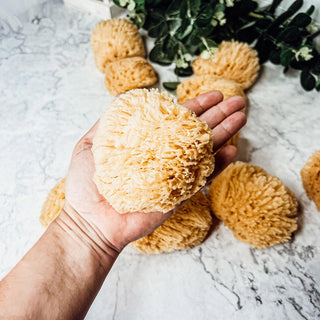 Real Dead Sea Sponge – Natural Exfoliating Bath Sponge (3–4