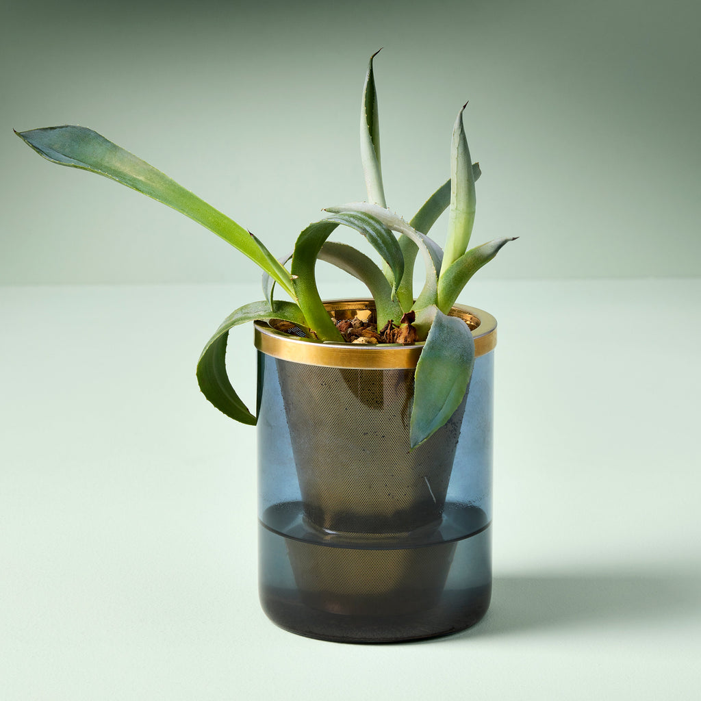 Agave Grow Kit – Smokey Blue Glass Planter