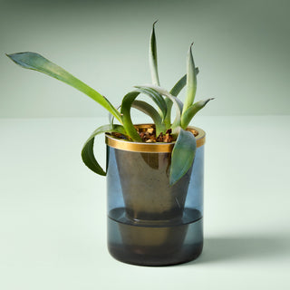 Agave Grow Kit – Smokey Blue Glass Planter