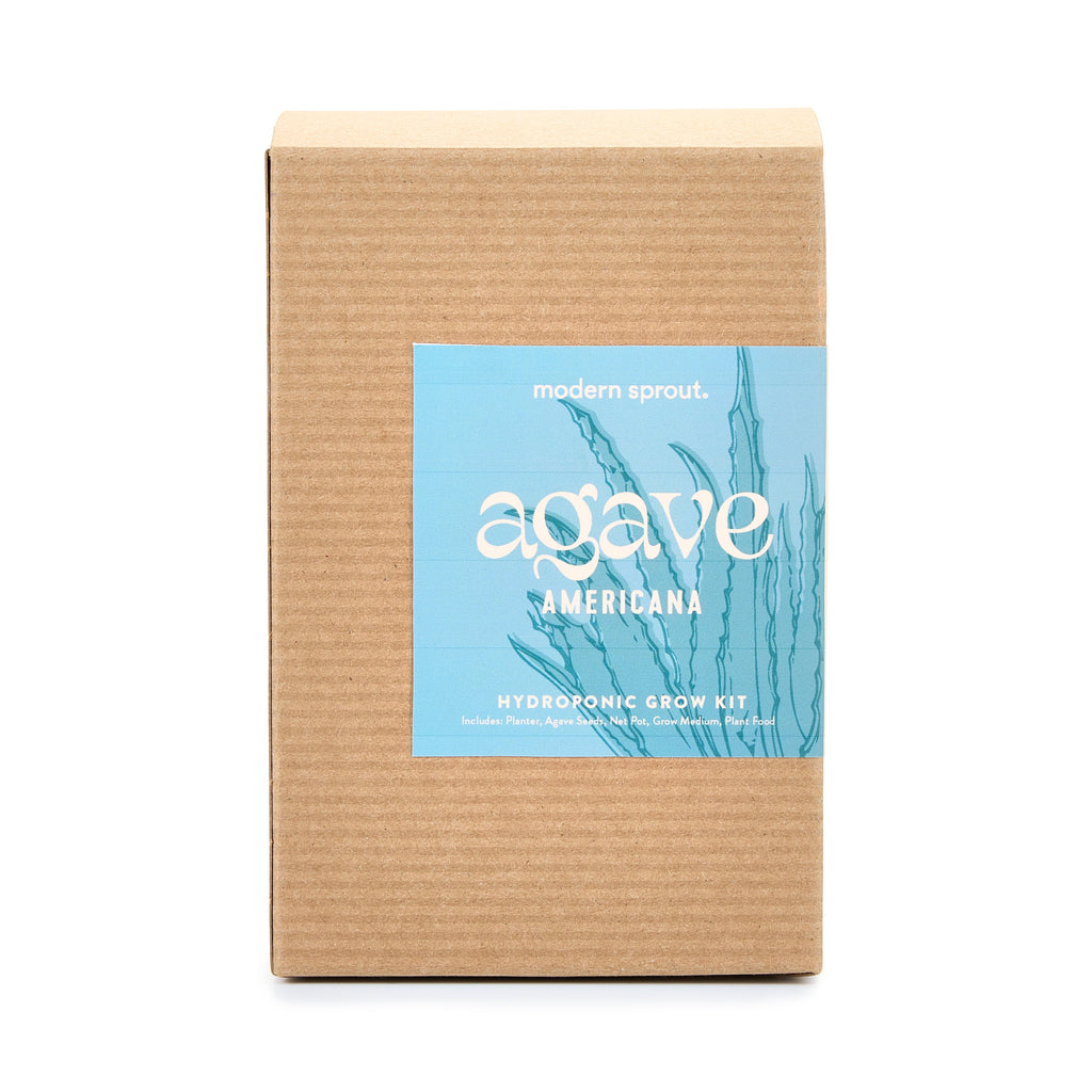 Agave Grow Kit – Smokey Blue Glass Planter
