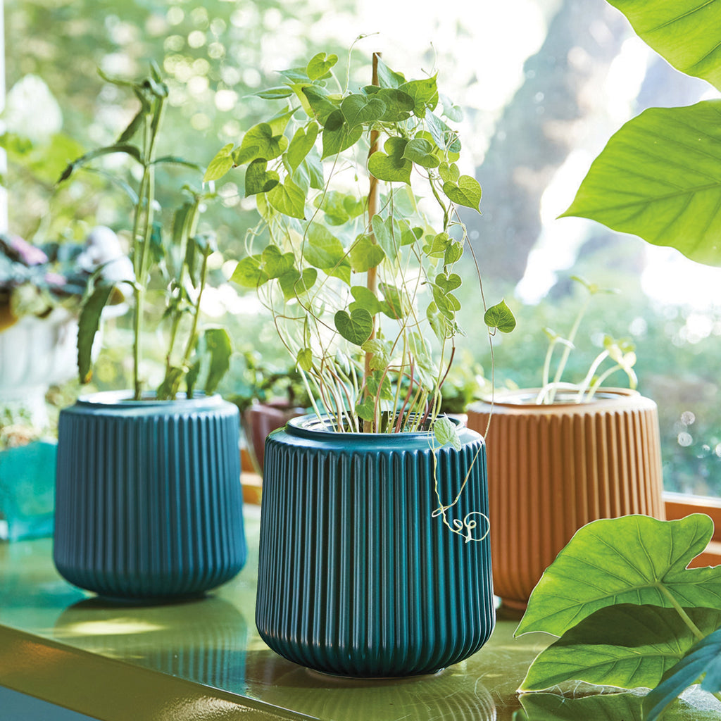 Flower Grow Kits – Fluted Ceramic Planter