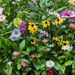 Magical Plops Wildflower Seed Bombs