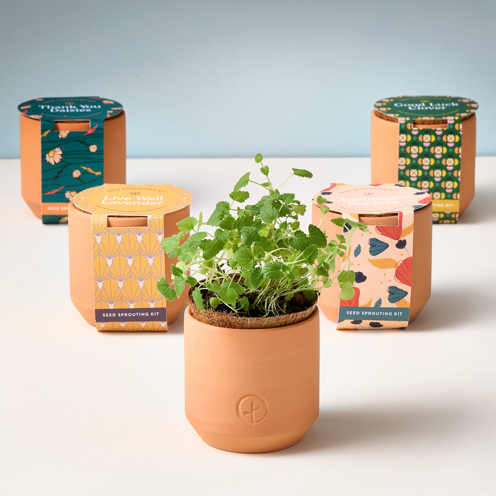 Tiny Terracotta Grow Kits