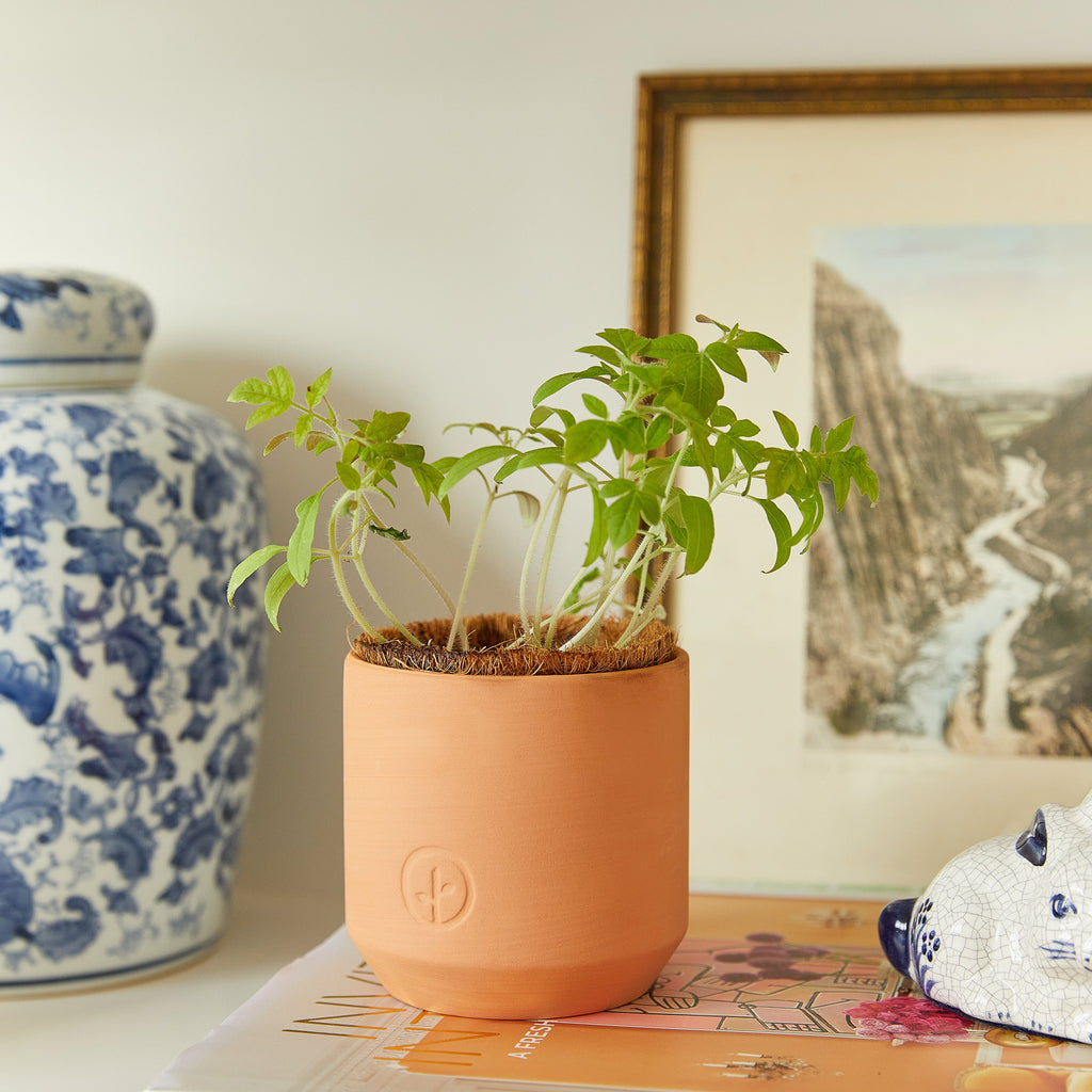 Tiny Terracotta Garden Grow Kit