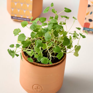 Tiny Terracotta Grow Kits
