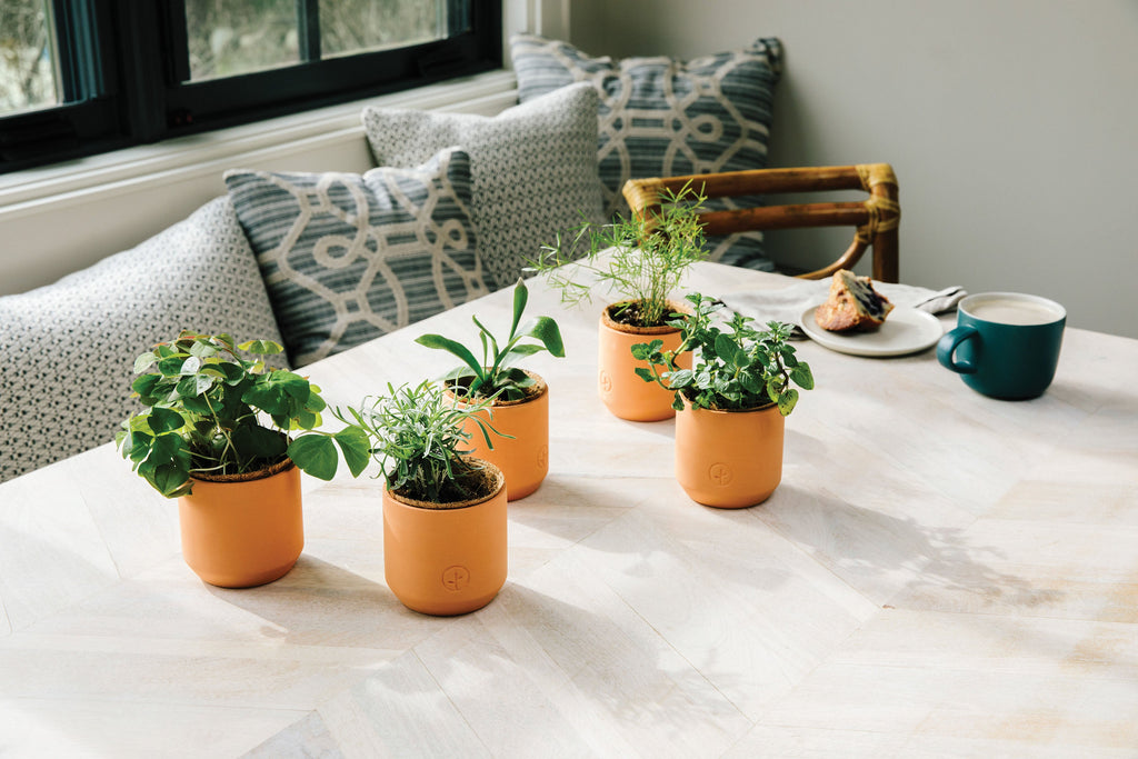 Tiny Terracotta Grow Kits