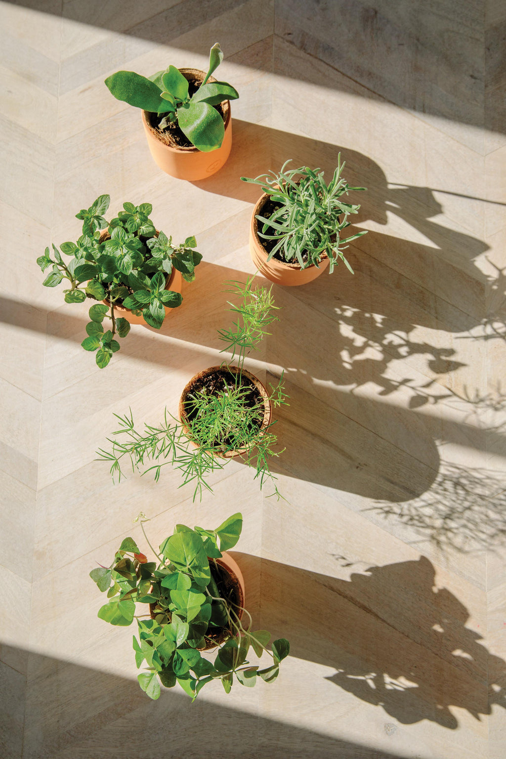 Tiny Terracotta Grow Kits