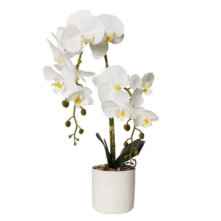Potted Phalaenopsis 11 Pink Orchids in White Ceramic Pot