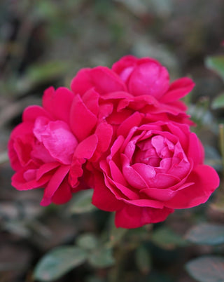 Shangri-La Rose Tea – Whole Flower Caffeine-Free Herbal Tea