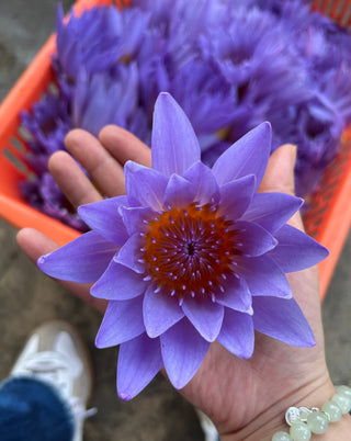 Blue Lotus Tea – Whole Flower Caffeine-Free Herbal Tea