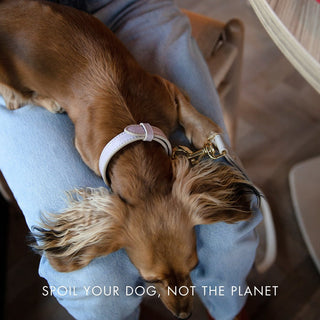 Eco-Friendly Vegan Dog Collar | Modern, Comfortable Pet Collar