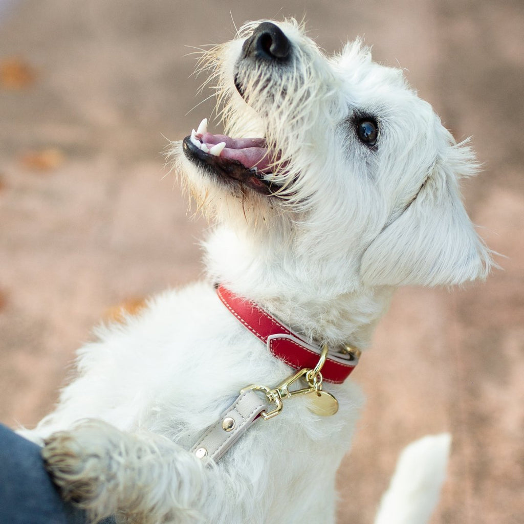 Eco-Friendly Vegan Dog Collar | Modern, Comfortable Pet Collar