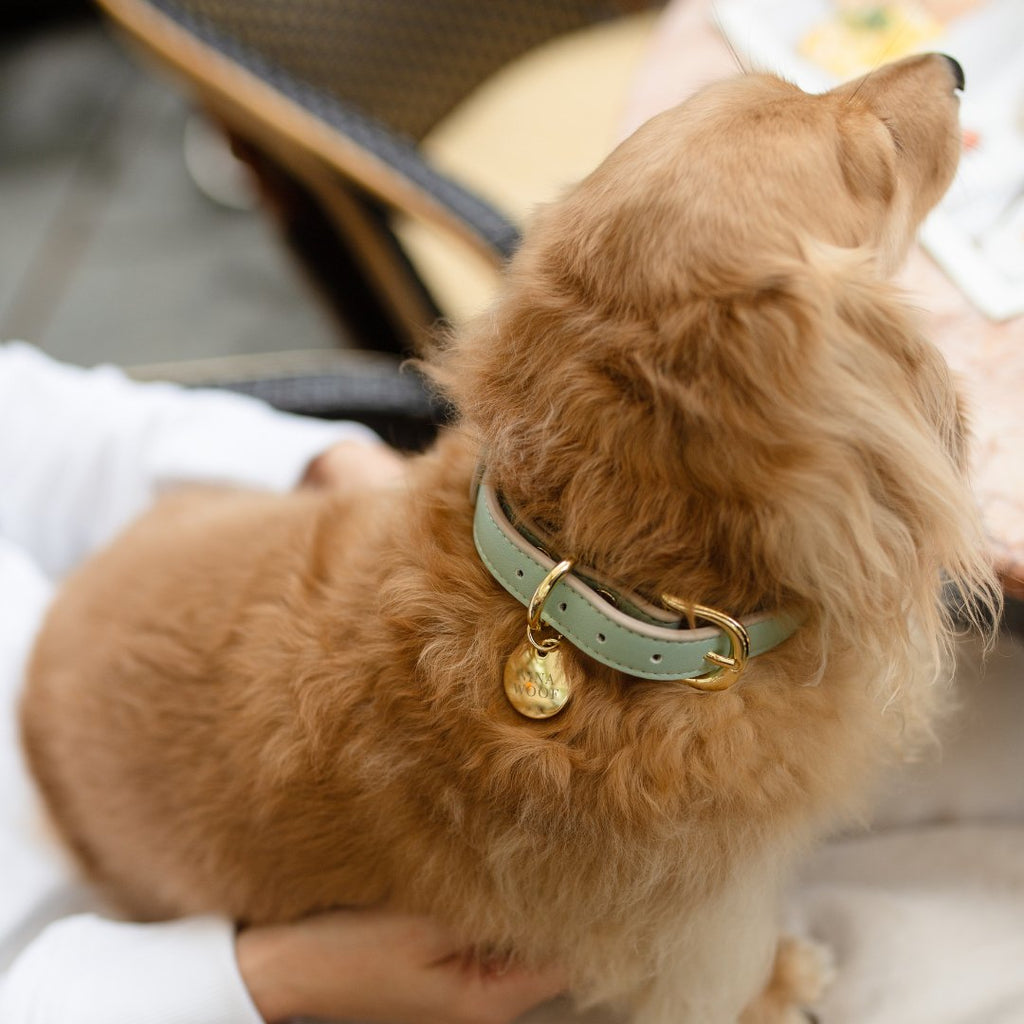 Eco-Friendly Vegan Dog Collar | Modern, Comfortable Pet Collar