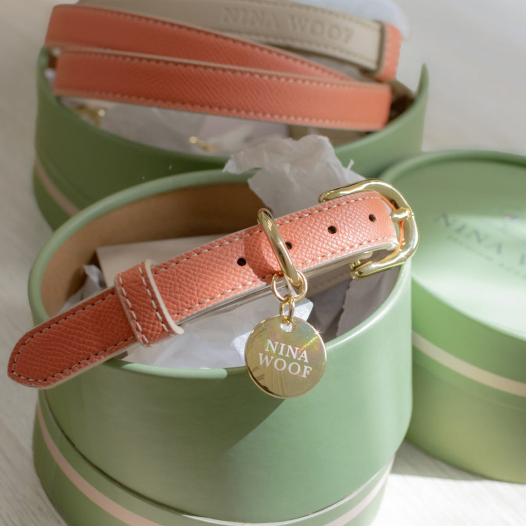 Eco-Friendly Vegan Dog Collar | Modern, Comfortable Pet Collar