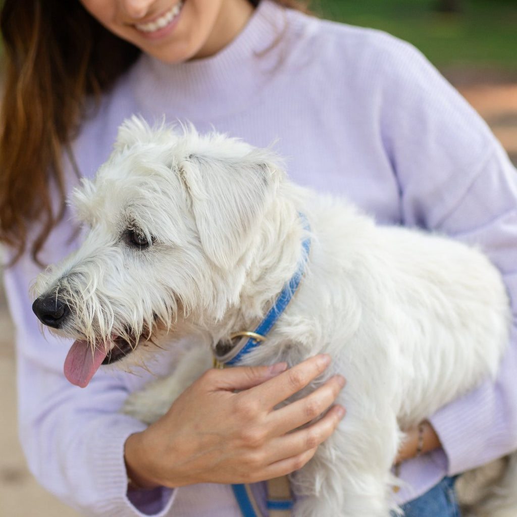 Eco-Friendly Vegan Dog Collar | Modern, Comfortable Pet Collar