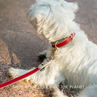 Eco-Friendly Vegan Dog Collar | Modern, Comfortable Pet Collar