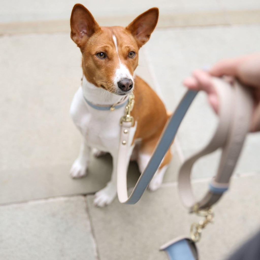 Cupertino Vegan Leather Dog Leash 4ft | Soft, Stylish & Comfortable