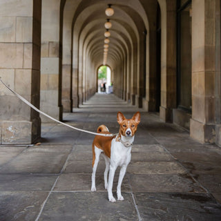 Cupertino Vegan Leather Dog Leash 4ft | Soft, Stylish & Comfortable