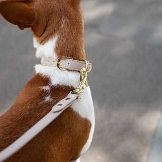 AirTag Enabled Vegan Leather Dog Collar – Cupertino | Smart & Stylish Pet Accessory