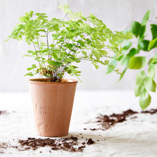 Basil Orange Garden Pot Candle with Plantable Seed Paper Dust Cover
