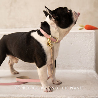 Cupertino Vegan Leather Dog Leash 4ft | Soft, Stylish & Comfortable