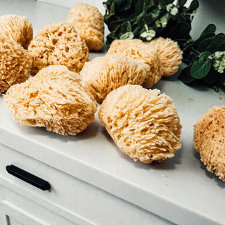 Real Dead Sea Sponge – Natural Exfoliating Bath Sponge (3–4