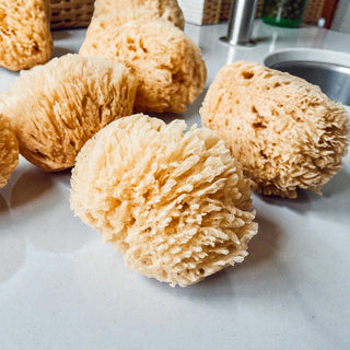 Real Dead Sea Sponge – Natural Exfoliating Bath Sponge (3–4