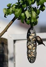SingingFriend Sam Bird Feeder in Grey - Anara Lifestyle
