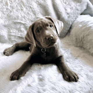 PupProtector™ Summer Short Fur Waterproof Throw Blanket – Polar White