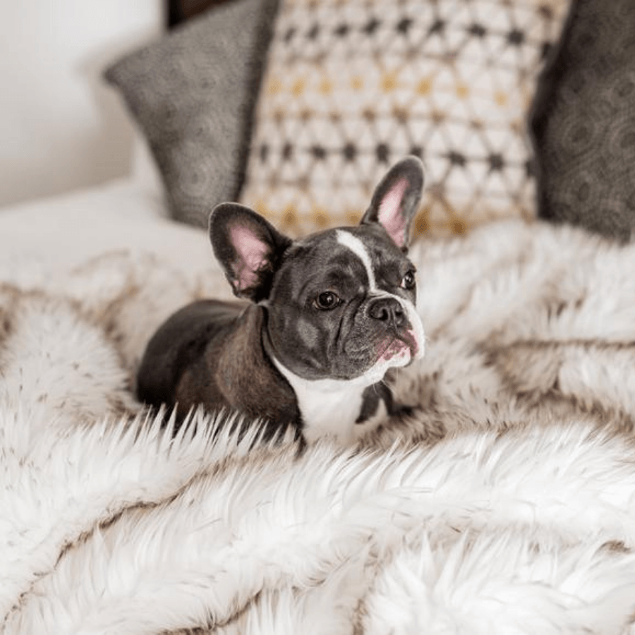 PupProtector™ Waterproof Throw Blanket – White with Brown Accents