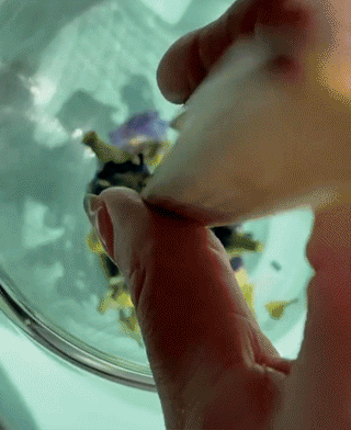 Butterfly Pea Tea – Single Origin Caffeine-Free Herbal Flower