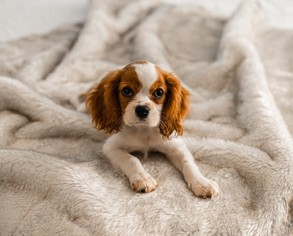 PupProtector™ Summer Short Fur Waterproof Throw Blanket – White with Brown Accents