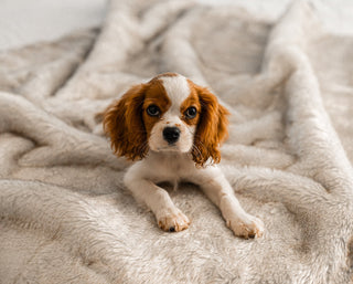 PupProtector™ Summer Short Fur Waterproof Throw Blanket – White with Brown Accents