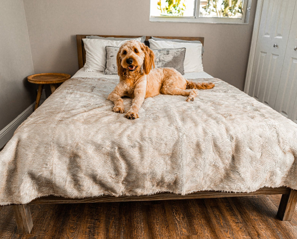 PupProtector™ Summer Short Fur Waterproof Throw Blanket – White with Brown Accents