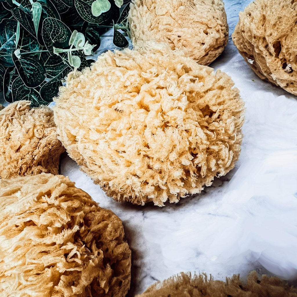 Real Dead Sea Sponge – Natural Exfoliating Bath Sponge (3–4