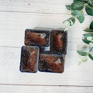 Natural XL Blueberry Crumb Wax Melts – Farmhouse Bakery Fragrance (4 Cubes)
