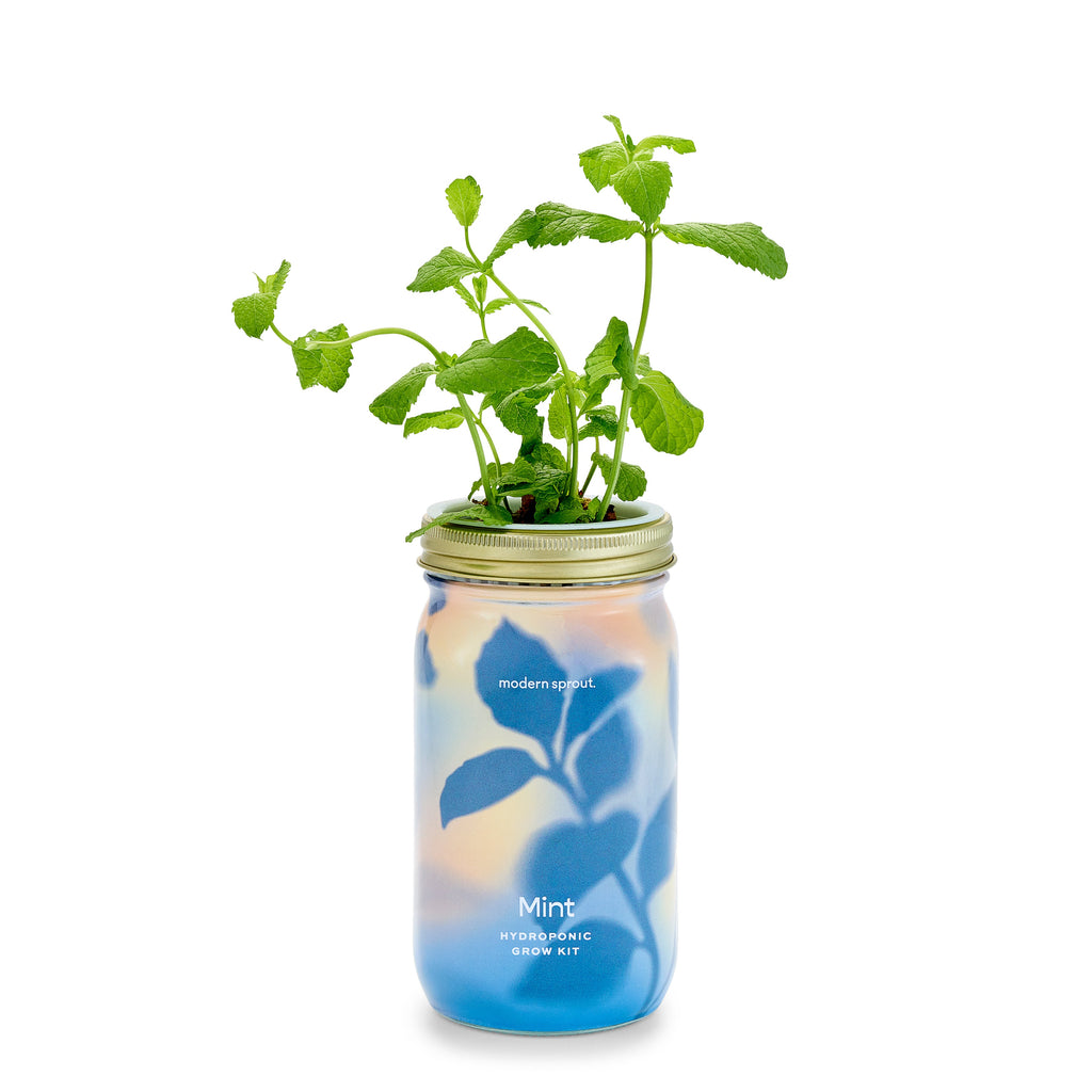 Garden Jars – Organic Herb Growing Kit