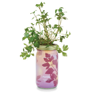 Garden Jars – Organic Herb Growing Kit