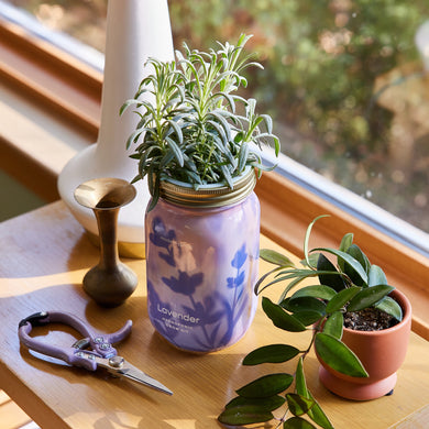 Garden Jars – Organic Herb Growing Kit
