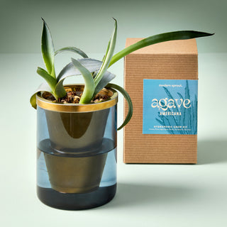 Agave Grow Kit – Smokey Blue Glass Planter