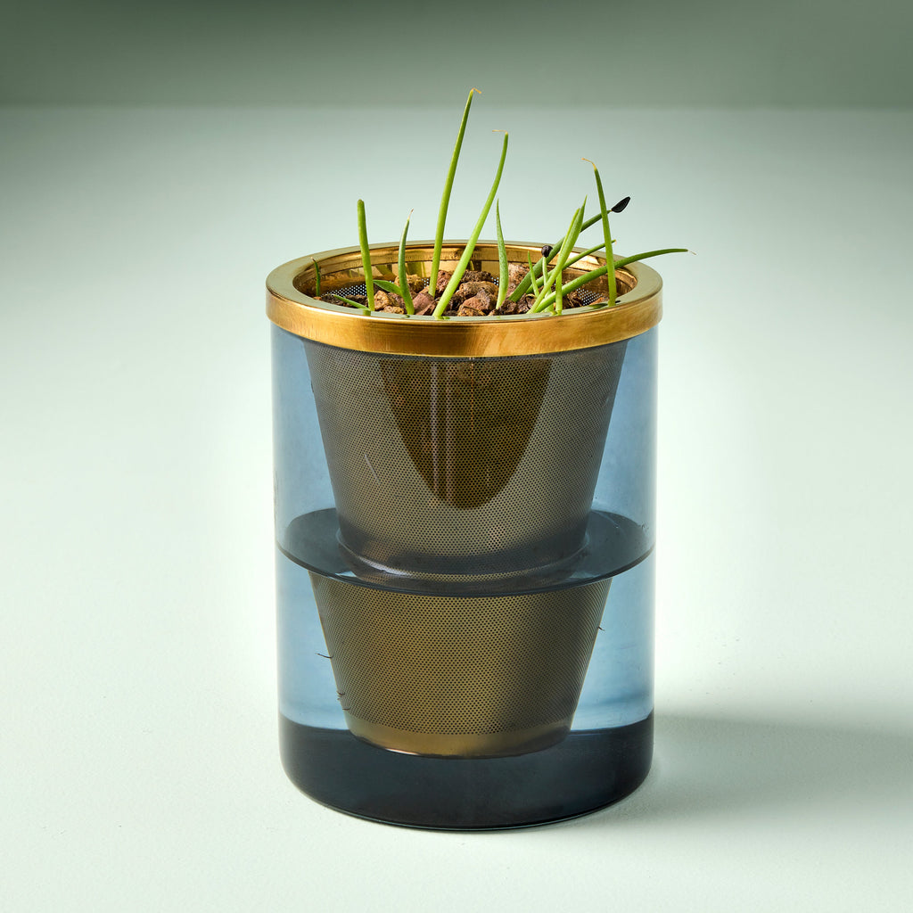 Agave Grow Kit – Smokey Blue Glass Planter