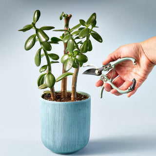 Precision Gardening Shears & Pruners