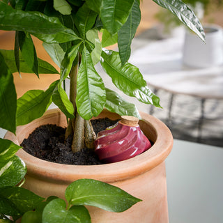 Terracotta Self-Watering Bulbs – 10 oz