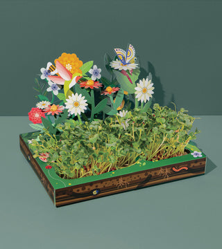 Microgreens Pop-Up Grow Kit