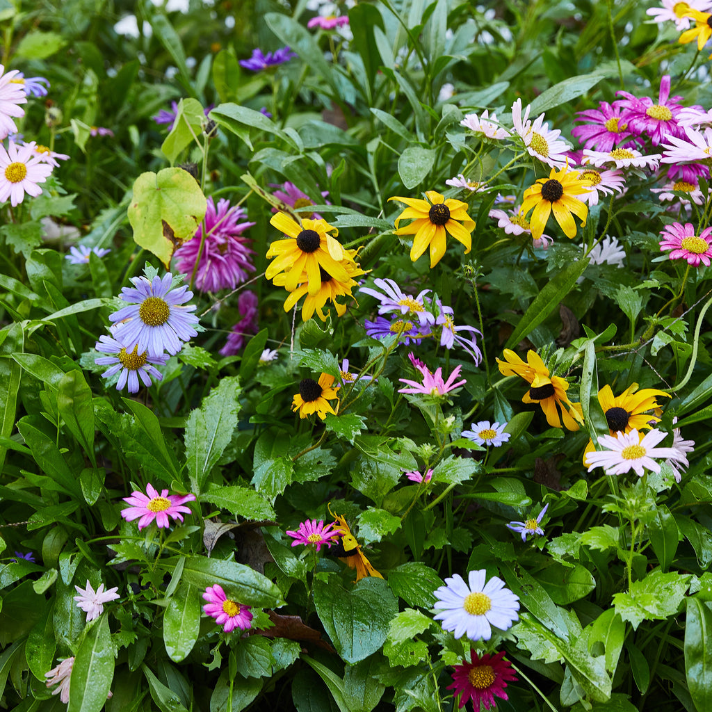 Magical Plops Wildflower Seed Bombs