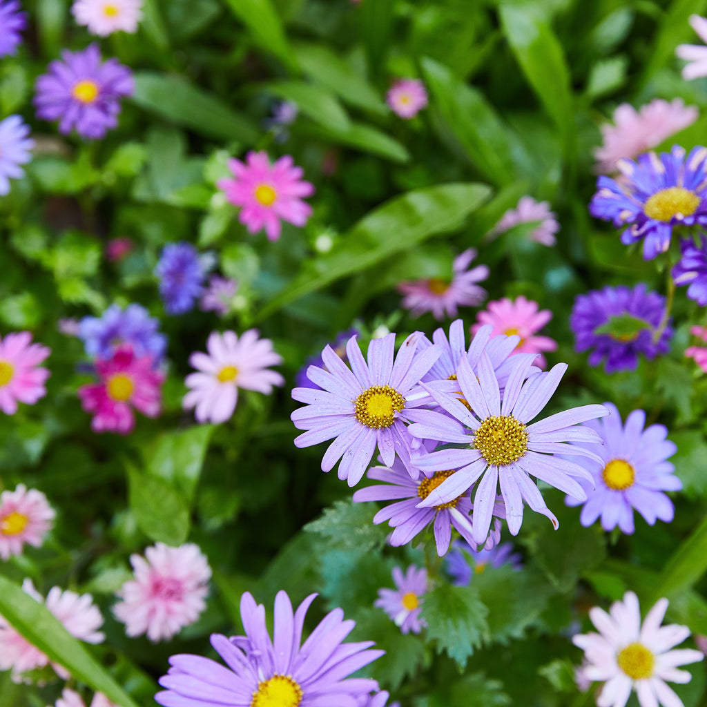 Magical Plops Wildflower Seed Bombs