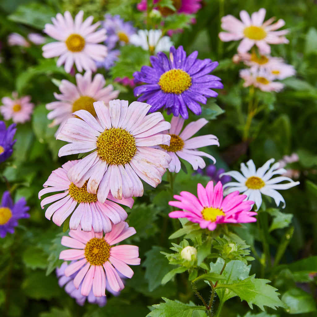 Magical Plops Wildflower Seed Bombs